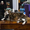 Dexter is registered to the contest to win money with this photo: cat, tabby, white_paws, lying_down, relaxed, indoor, living_room, wooden_chest, bookshelf, books, fireplace, skull_decoration, home_decor, pet, feline, green_eyes, striped_fur, white_fur, cozy, portrait