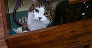 Dexter is registered to the contest to win money with this photo: cat, feline, animal, pet, white_fur, tabby, green_eyes, face, portrait, drawer, wooden_furniture, books, bookcase, indoors, home, wood_floor, cozy, sitting, looking_at_camera, funny