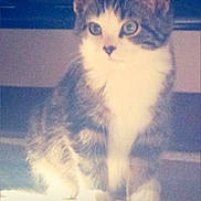 Dexter is registered to the contest to win money with this photo: cat, kitten, animal, pet, feline, fluffy, long_hair, tabby, white_chest, blue_gray_fur, sitting, indoors, carpet, floor, portrait, close_up, upright_ears, wide_eyes, cute, vintage_photo