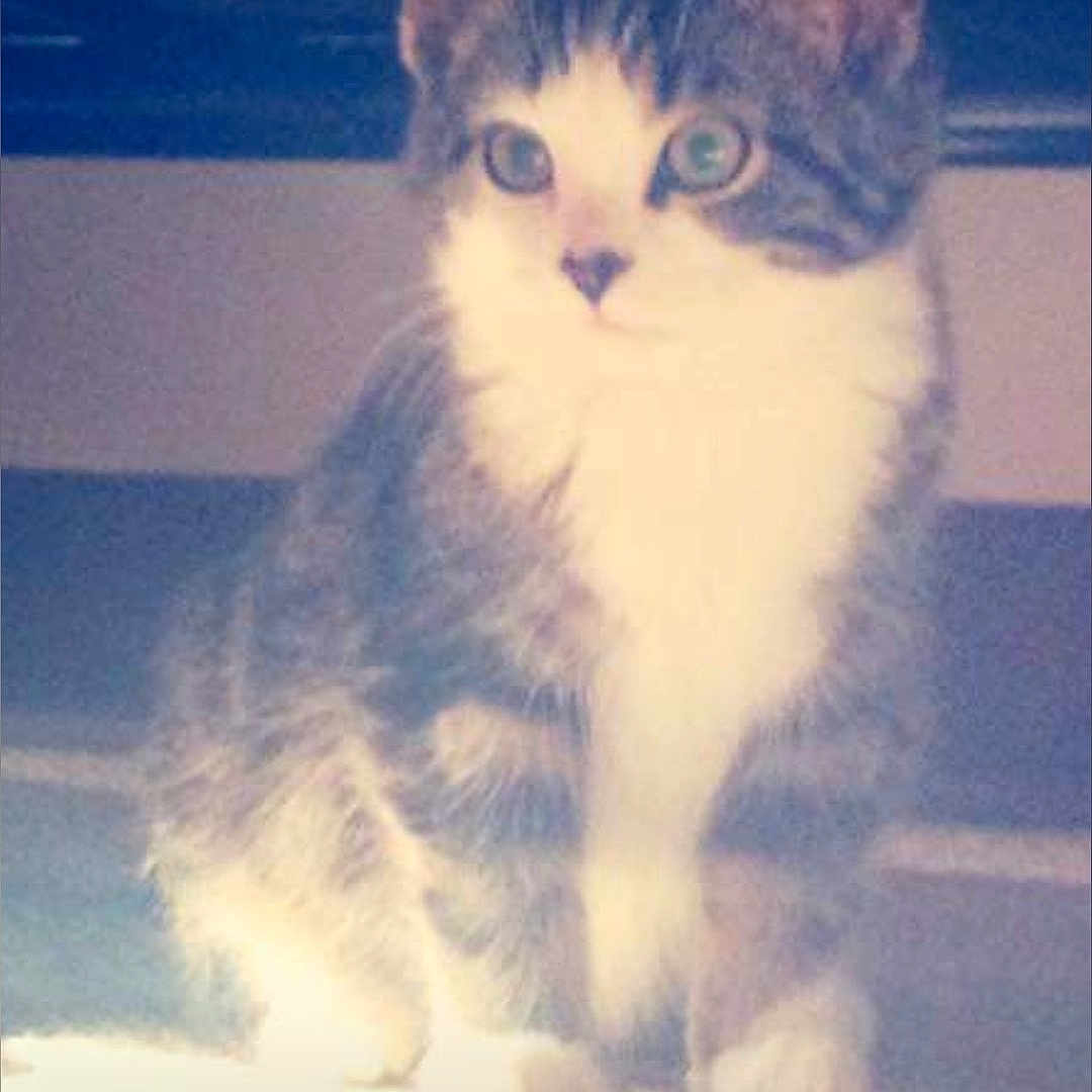 Dexter is registered to the contest to win money with this photo: cat, kitten, animal, pet, feline, fluffy, long_hair, tabby, white_chest, blue_gray_fur, sitting, indoors, carpet, floor, portrait, close_up, upright_ears, wide_eyes, cute, vintage_photo