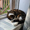 Dexter is registered to the contest to win money with this photo: cat, sleeping, curled_up, windowsill, window, sunlight, indoor, pet, fur, brown_fur, white_paws, tabby, relaxed, cozy, nap, home, curtain, screen, balcony, peaceful