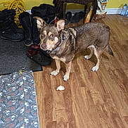 Sasha is registered to the contest to win money with this photo: animal, backpack, boots, chew_toy, dog, entryway, flash_photography, floor, hardwood_floor, household_items, indoors, leash, leopard_print, pet, portrait, shoes, standing, stool, water_bottles, yellow_wall