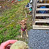 Sasha joined the competition — help win amazing prizes! animal, backyard, brown_fur, daylight, dog, grass, gravel, human_hand, looking_at_camera, outdoor, pet, pink_harness, porch, rural, rustic, standing, tennis_ball, weeds, wooden_steps, yard