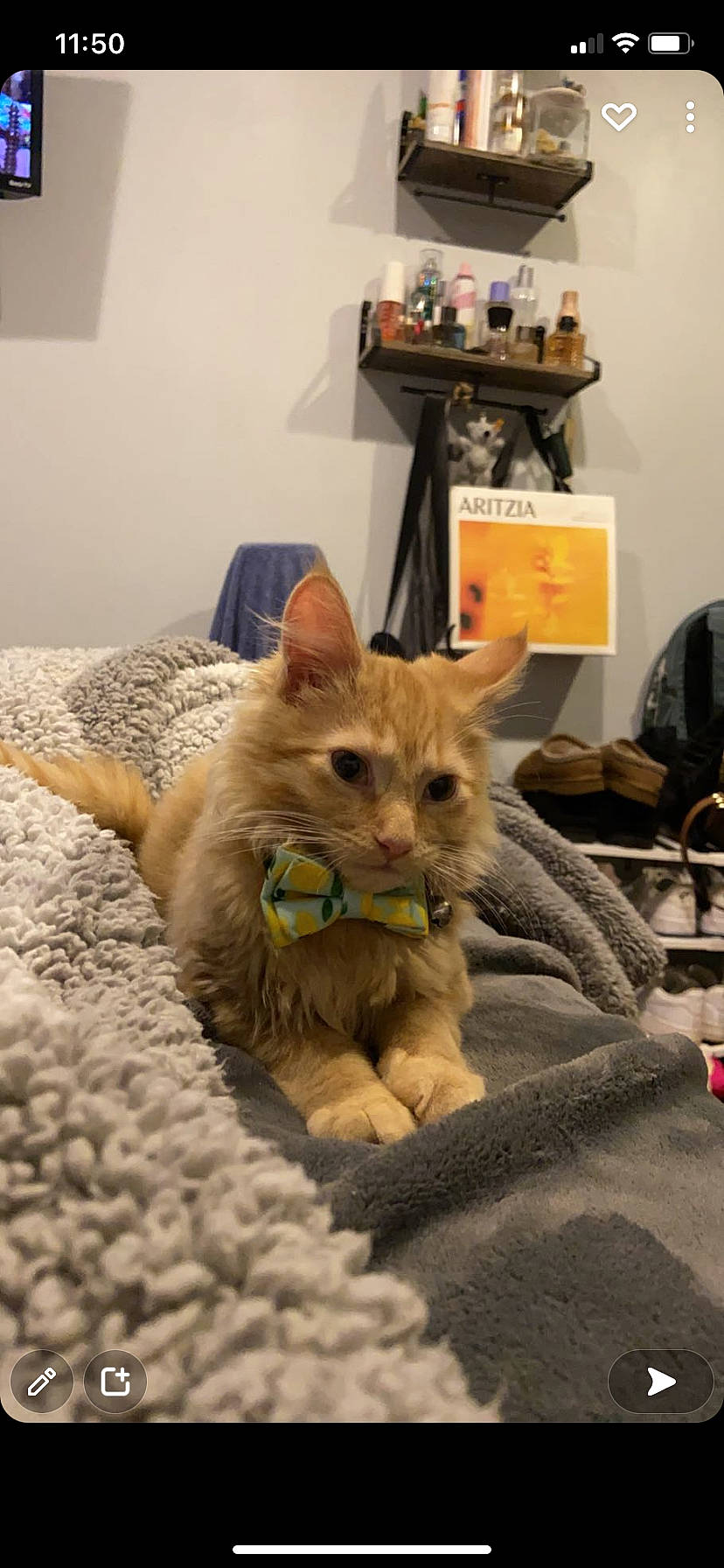 Juice is registered to the contest to win money with this photo: box, canidae, cardboard, carnivore, cat, child, claw, companion_dog, dog_breed, domestic_short_haired_cat, fawn, felidae, fur, paw, play, room, small_to_medium_sized_cats, snout, tail, whiskers