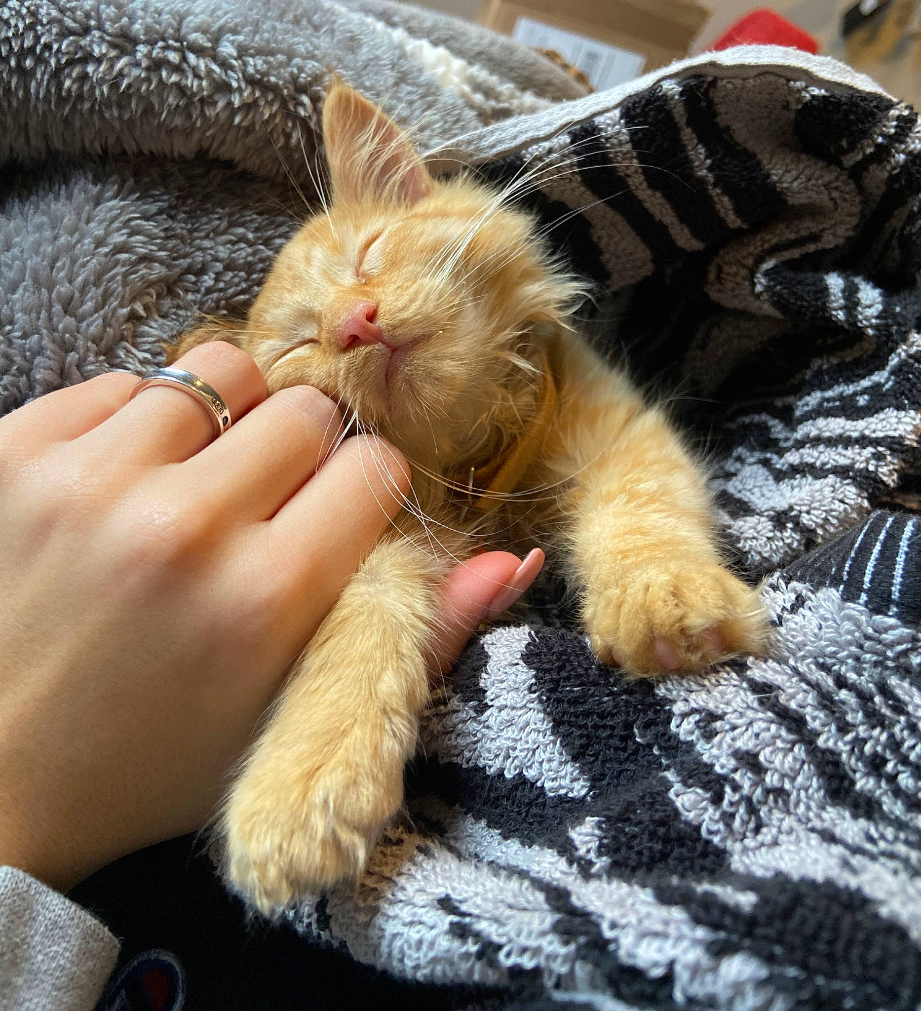 Juice joined the competition — help win amazing prizes! carnivore, cat, claw, comfort, domestic_short_haired_cat, fawn, felidae, foot, fur, gesture, human_leg, lap, leg, nail, nap, paw, small_to_medium_sized_cats, snout, tail, whiskers