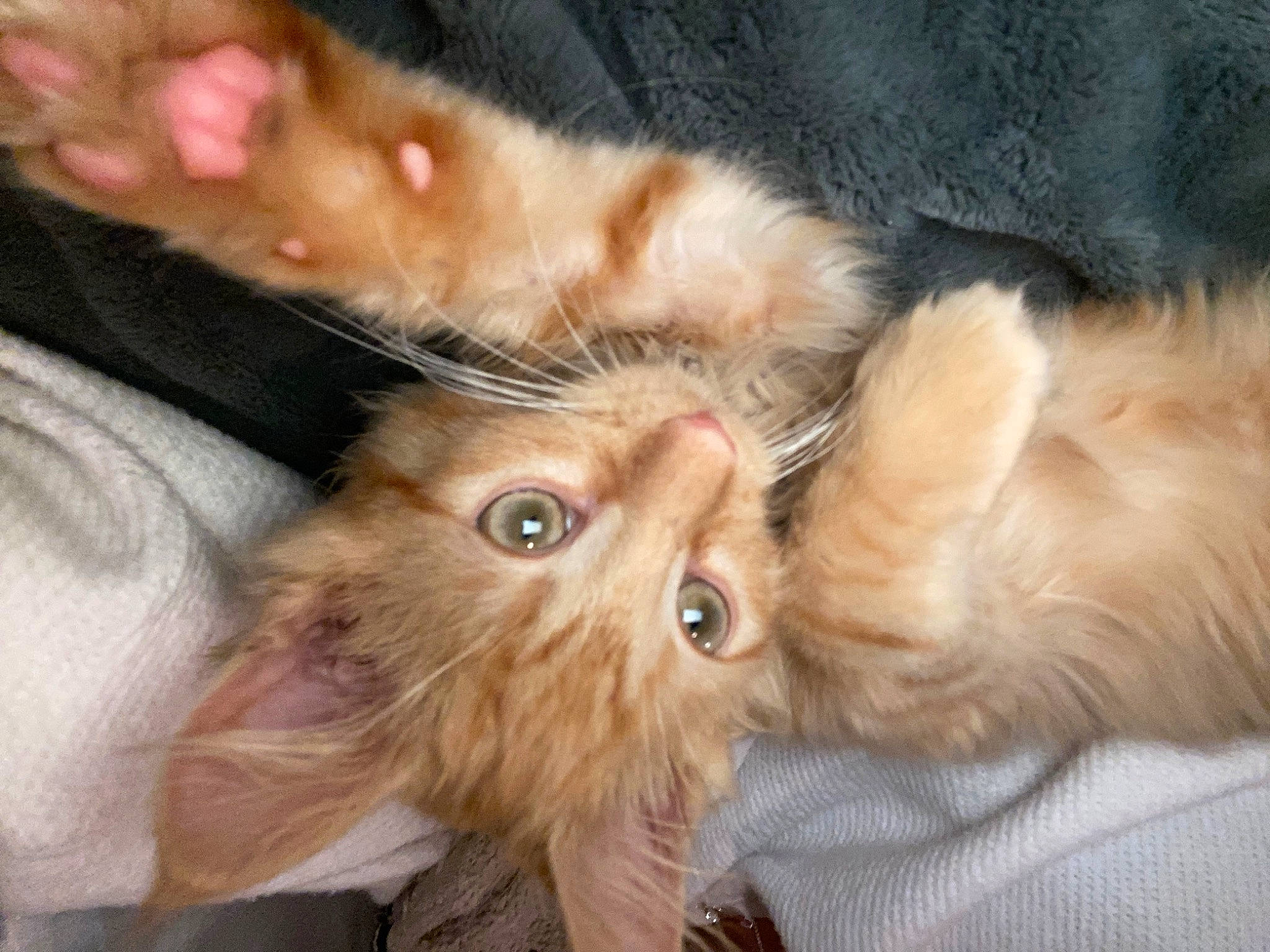 Juice is registered to the contest to win money with this photo: carnivore, cat, claw, comfort, domestic_short_haired_cat, ear, fawn, felidae, fur, gesture, liver, paw, small_to_medium_sized_cats, snout, tail, terrestrial_animal, whiskers