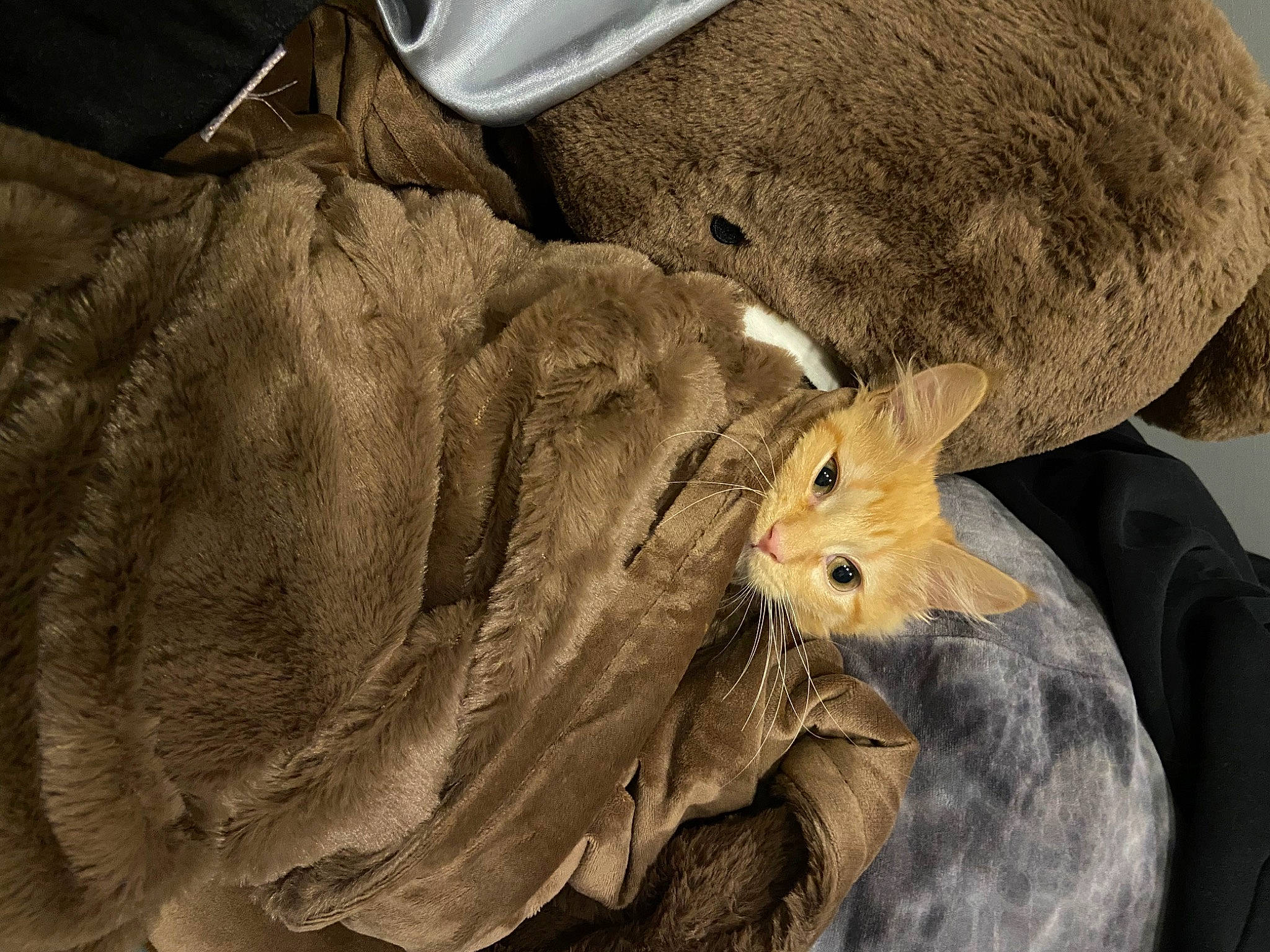 Juice joined the competition — help win amazing prizes! bag, canidae, carnivore, cat, claw, comfort, domestic_short_haired_cat, fawn, felidae, fur, hat, muroidea, packrats, rodent, small_to_medium_sized_cats, snout, tail, terrestrial_animal, whiskers, wildlife