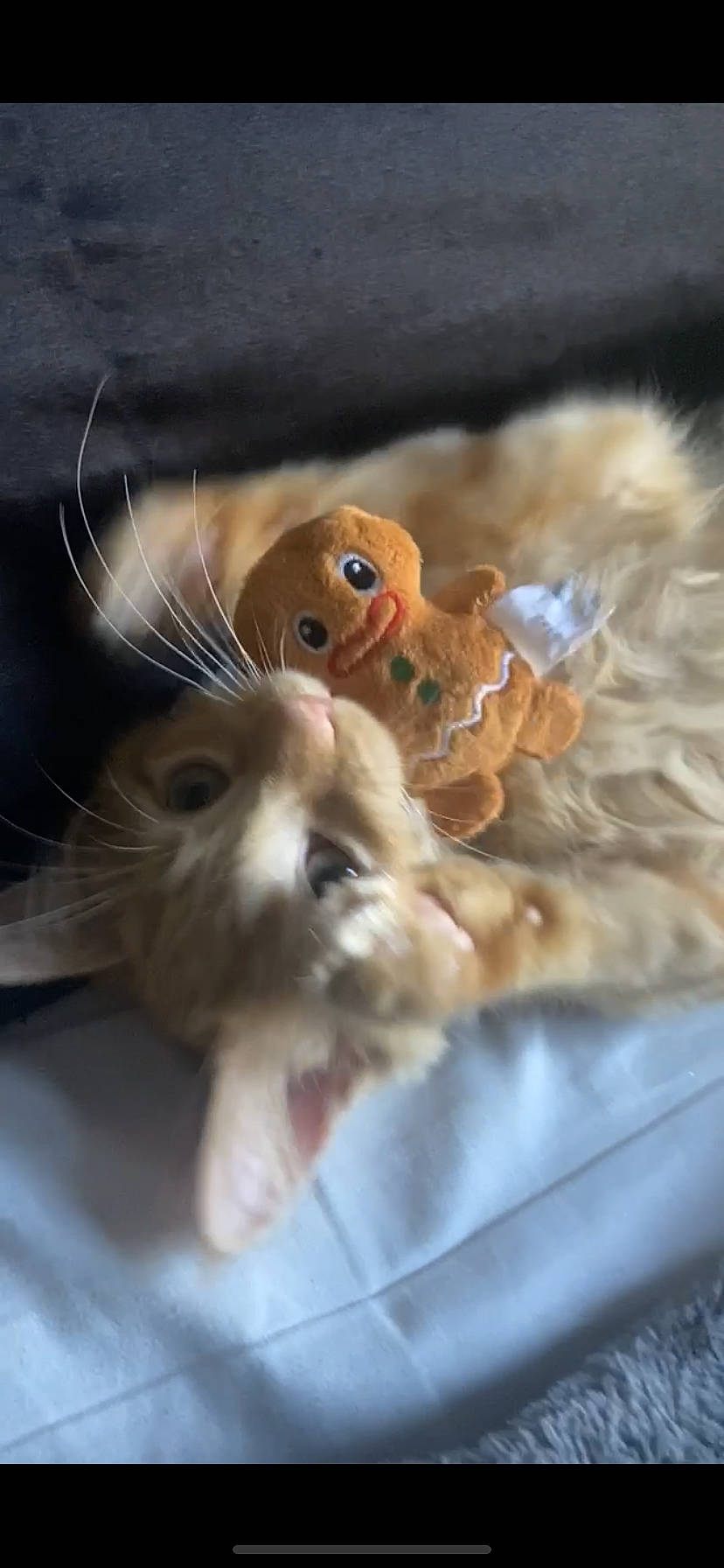 Juice is registered to the contest to win money with this photo: canidae, claw, companion_dog, dog_breed, fawn, felidae, fur, hamster, paw, peach, pest, petal, photo_caption, rodent, small_to_medium_sized_cats, snout, stuffed_toy, tail, toy, whiskers