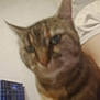 cat, tabby, blurred, close_up, indoor, person_arm, crate, feline, brown, striped, pet, animal, domestic, background, wall, furniture, soft_light, unfocused, indistinct, companion