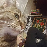 Fraisette a rejoint le concours — aidez-le/la à gagner de superbes lots ! cat, tabby, close_up, person, phone, legs, couch, pattern, floral_picture, wall, indoor, relaxing, hand, foot, black_pants, curious, whiskers, furniture, home, leisure