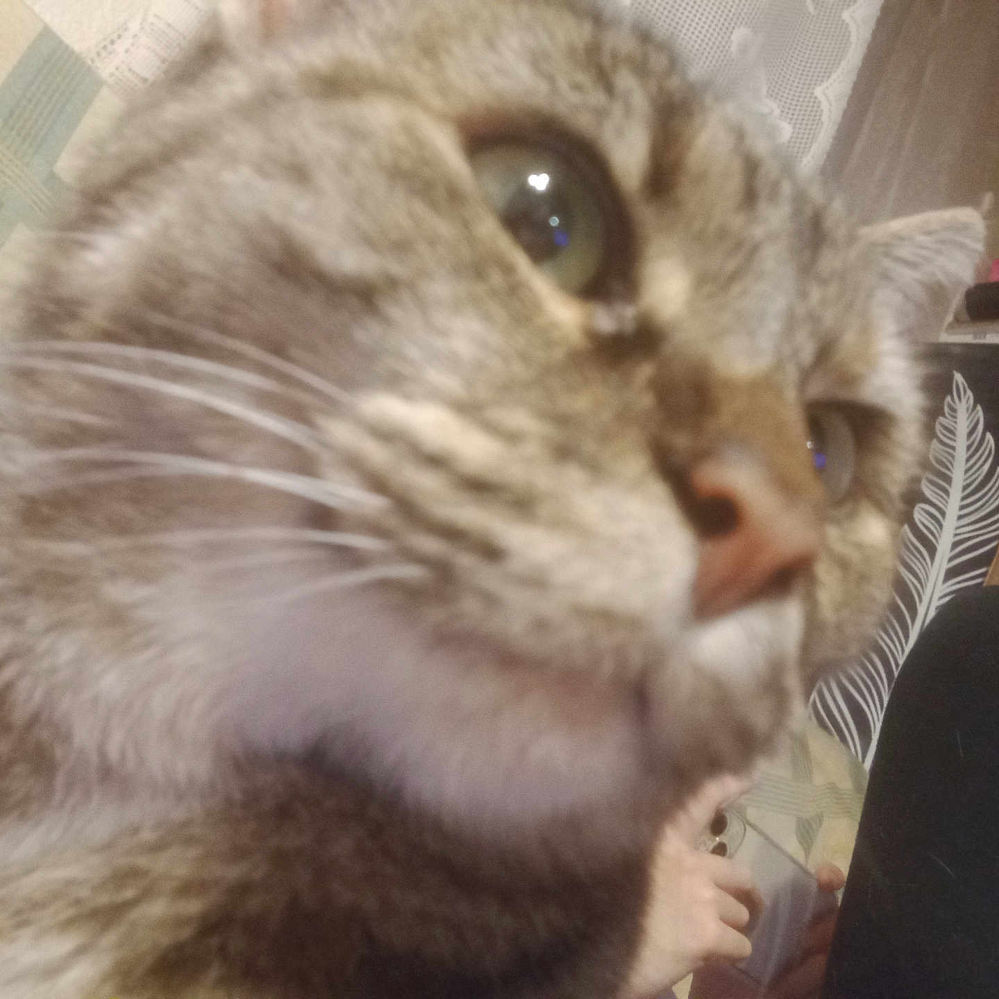 Fraisette a rejoint le concours — aidez-le/la à gagner de superbes lots ! animal, background, black_pants, blur, cat, close_up, couch, decor, device, eye, fabric, fur, hand, indoor, nose, painting, person, pet, plant, whiskers