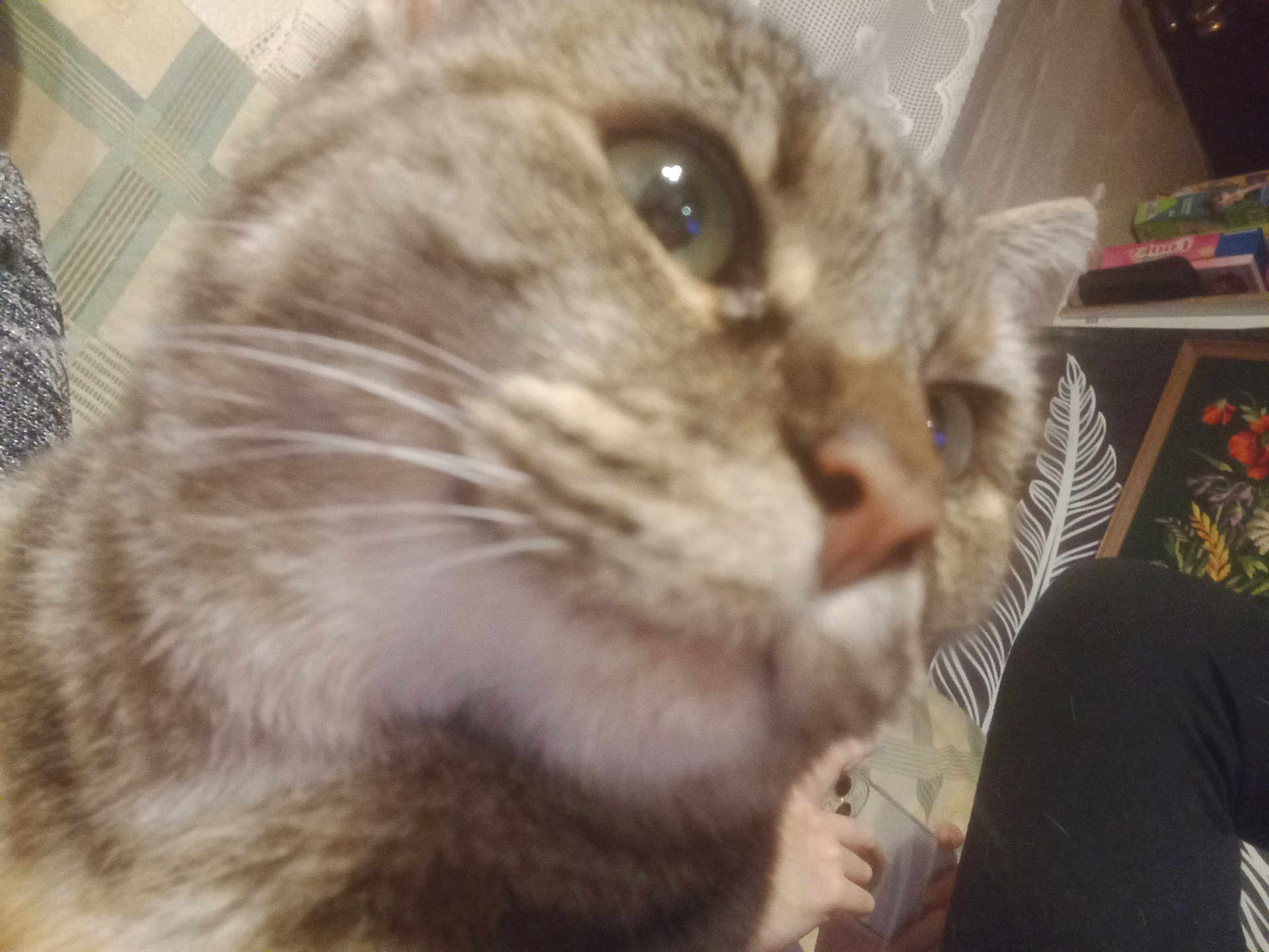 Fraisette a rejoint le concours — aidez-le/la à gagner de superbes lots ! cat, close_up, fur, whiskers, indoor, person, hand, device, couch, fabric, decor, painting, plant, black_pants, animal, pet, nose, eye, blur, background