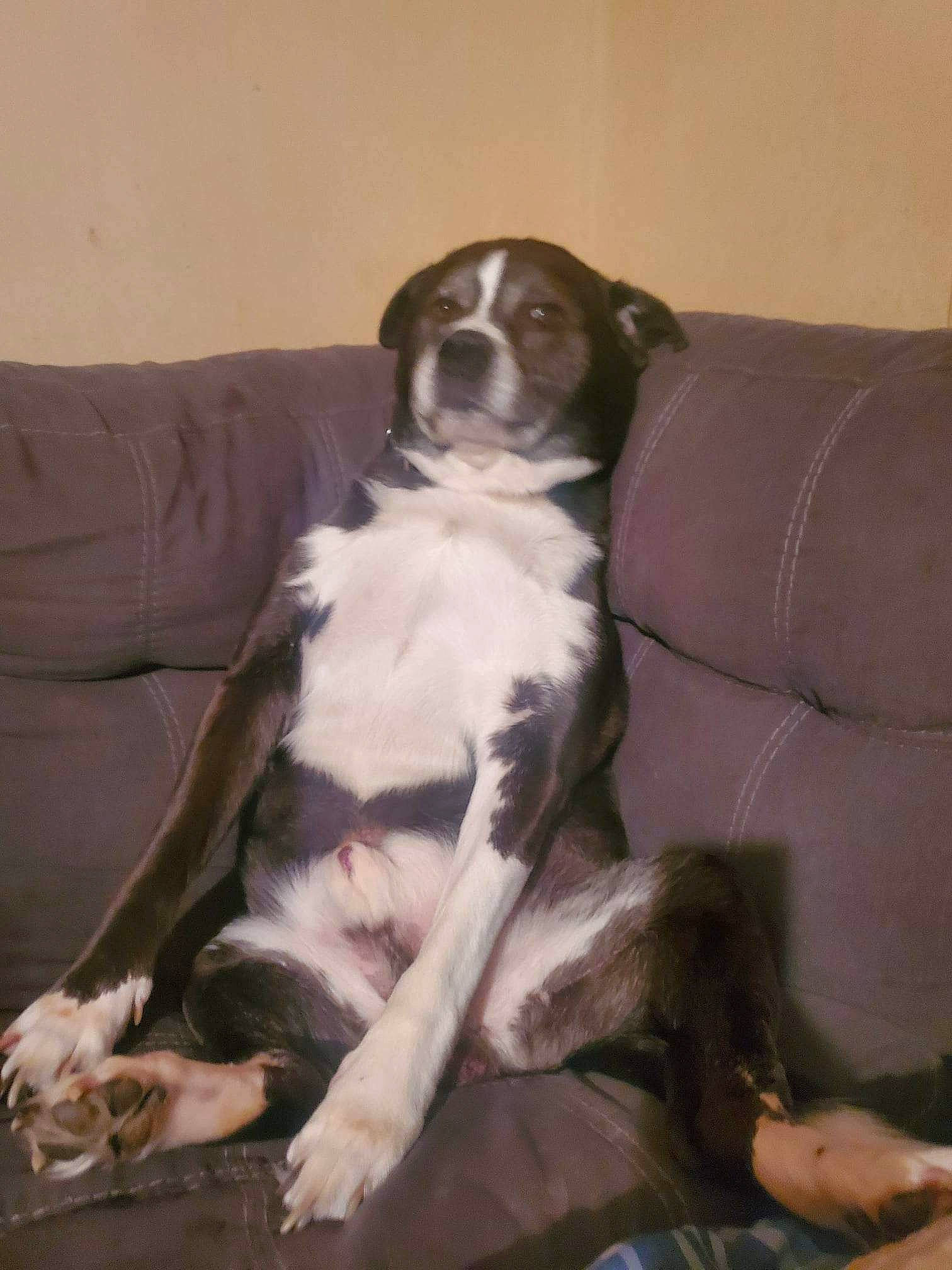 Desil joined the competition — help win amazing prizes! bored, brown, carnivore, comfort, companion_dog, couch, dog, dog_breed, formal_wear, fur, gun_dog, hardwood, paw, sitting, sleeper_chair, sporting_group, terrestrial_animal, wood, working_animal, working_dog