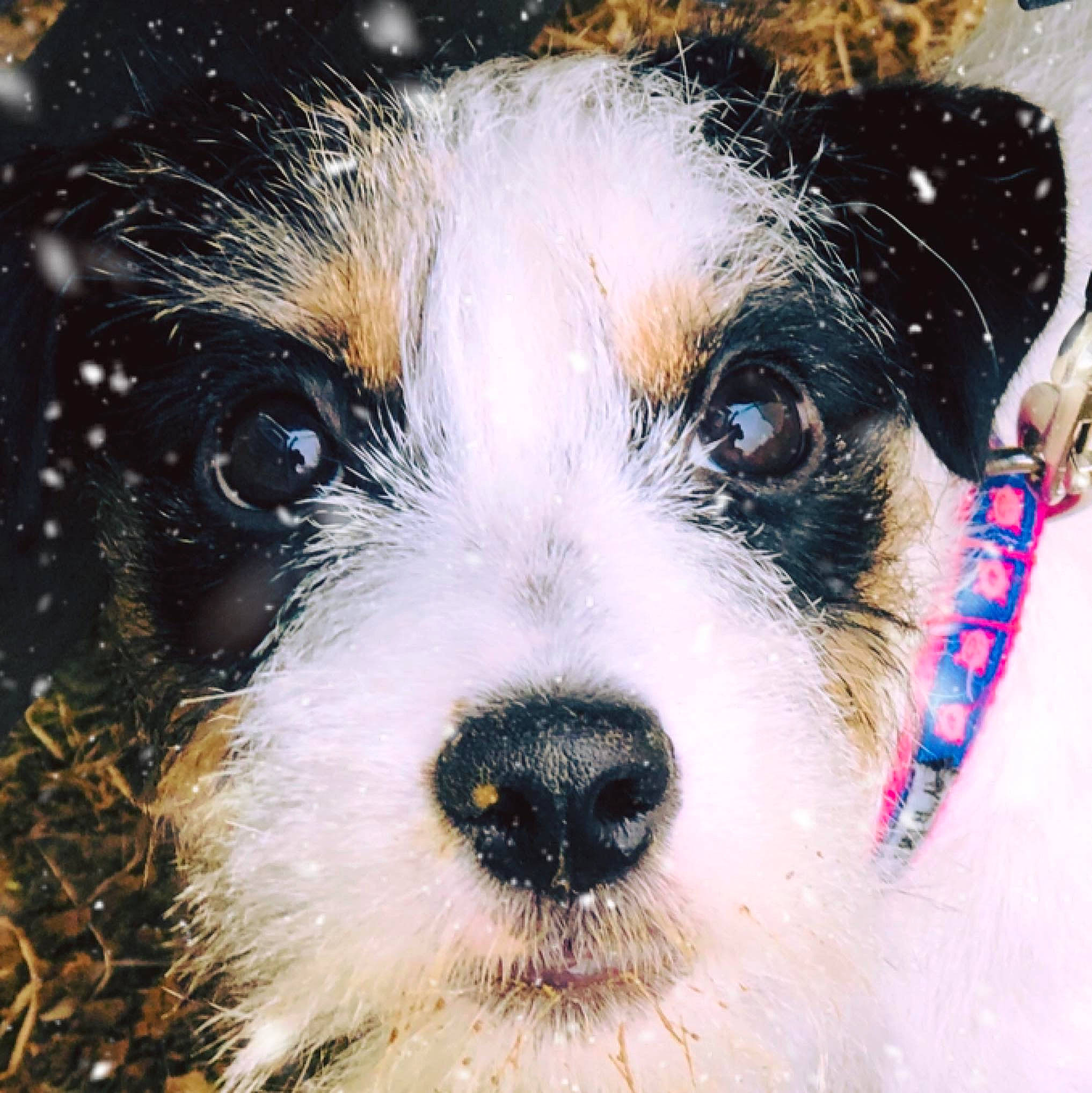 Cheerio joined the competition — help win amazing prizes! australian_shepherd, canidae, carnivore, companion_dog, dog, dog_breed, fox_terrier, havanese, mammal, miniature_australian_shepherd, morkie, nose, puppy, puppy_love, rare_breed_dog, schnoodle, snout, sporting_group, terrier, whiskers