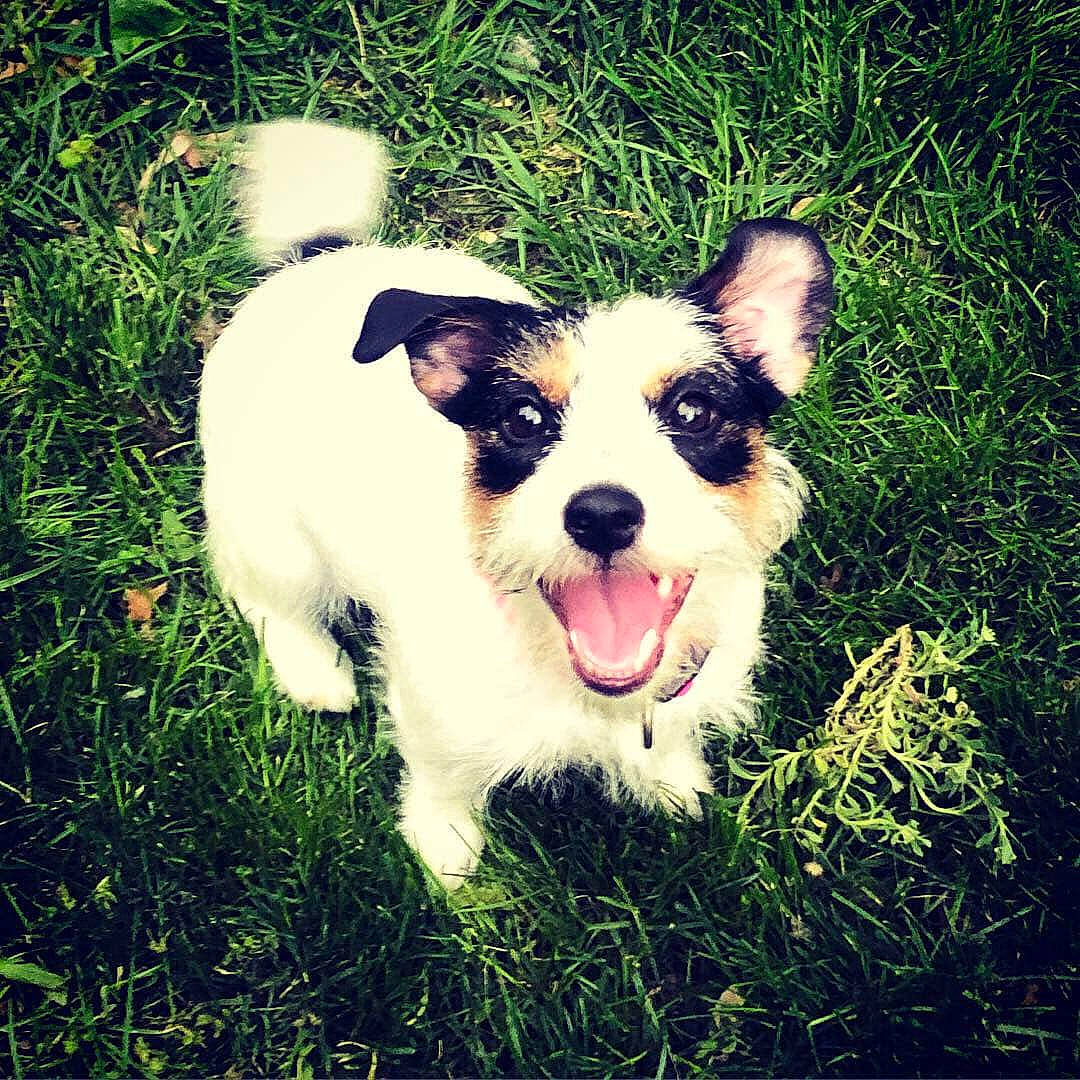 Cheerio is registered to the contest to win money with this photo: canidae, carnivore, companion_dog, dog, dog_breed, ear, grass, jack_russell_terrier, love, mammal, nose, plant, puppy, rat_terrier, russell_terrier, snout