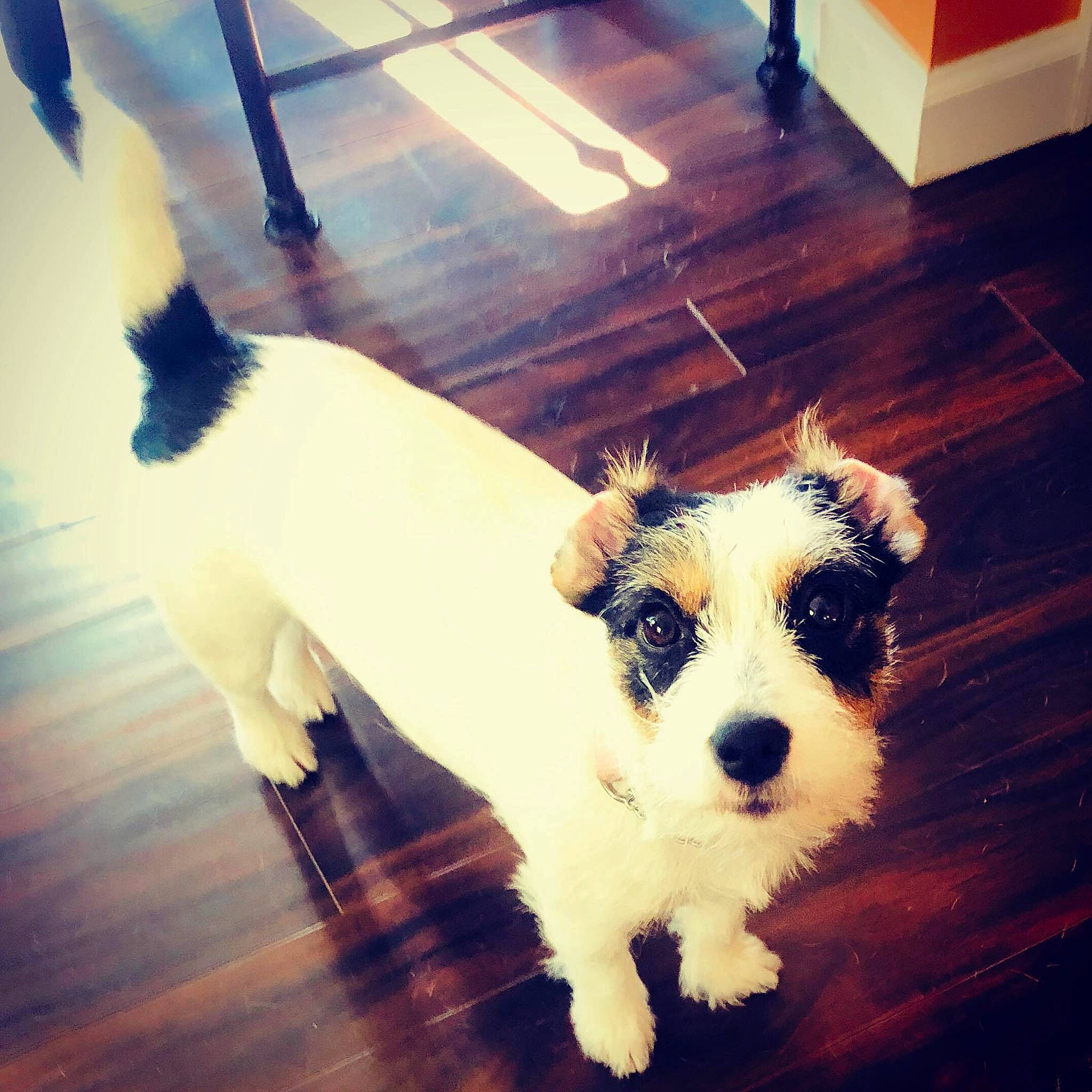 Cheerio is registered to the contest to win money with this photo: canidae, carnivore, cloud, companion_dog, dog, dog_breed, floor, flooring, jack_russell_terrier, mammal, nose, parson_russell_terrier, puppy, puppy_love, russell_terrier, schnoodle, sealyham_terrier, sky, sporting_lucas_terrier, terrier