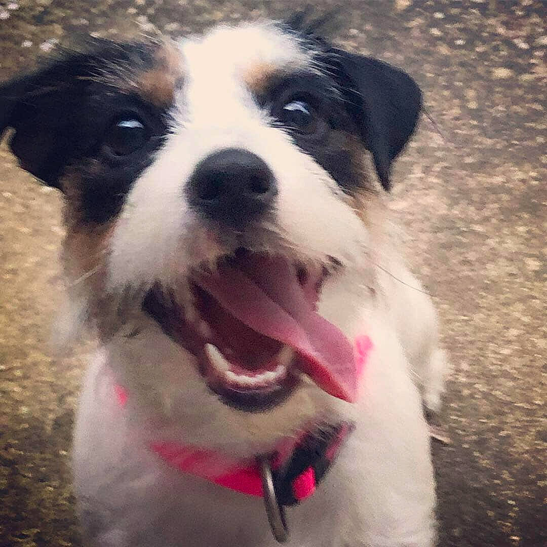 Cheerio is registered to the contest to win money with this photo: canidae, carnivore, companion_dog, dog, dog_breed, mammal, puppy, rare_breed_dog, russell_terrier, snout, terrier, vertebrate