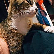 Reuben is registered to the contest to win money with this photo: american_flag, animal, cat, closeup, clothing, curious, domestic_cat, ears, face, flag, fur, household, indoor, looking, person, pet, resting, shoulder, tabby, whiskers