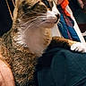 american_flag, animal, cat, closeup, clothing, curious, domestic_cat, ears, face, flag, fur, household, indoor, looking, person, pet, resting, shoulder, tabby, whiskers