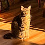 cat, cozy, domestic, ears, eyes, floor_reflection, fur, home, indoor, morning_light, pet, portrait, relaxed, shadow, sitting, stripes, sunlight, tabby_cat, whiskers, wooden_floor