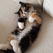Saige is registered to the contest to win money with this photo: animal, calico, cat, comfortable, couch, cozy, cute, domestic_cat, fluffy, fur, furniture, indoor, kitten, lying_down, pet, relaxed, resting, soft, white_paws, young_cat