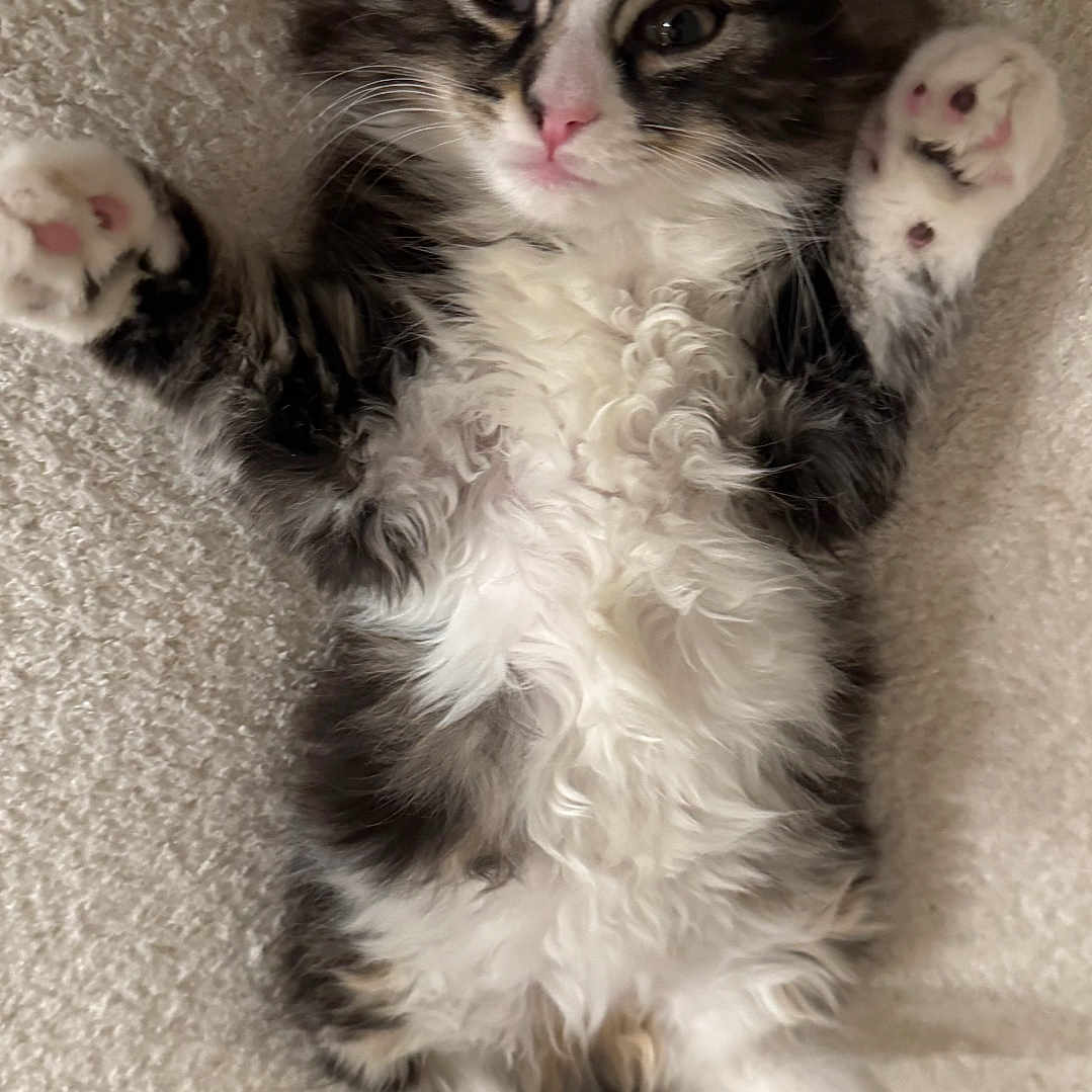 Luna