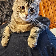 Tonka joined the competition — help win amazing prizes! black_shirt, cat, ceiling, close_up, cozy, curious, domestic, fluffy, fur, indoor, large_eyes, paws, person, pet, pet_hair, portrait, shoulder, tabby_cat, whiskers, wooden_cabinet