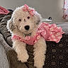 dog, puppy, fluffy, white_fur, pink_dress, floral_pattern, bow, pet, portrait, cute, adorable, lying_down, couch, blanket, indoor, bedroom, collar, name_tag, black_nose, direct_gaze