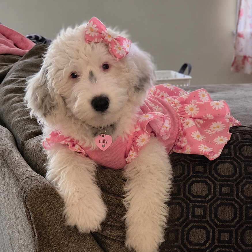 Lilly