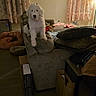 Lilly is registered to the contest to win money with this photo: dog, couch, living_room, curtains, blanket, pillow, lamp, floor, box, pet_bed, window, furniture, indoor, cozy, animal, white_dog, black_spots, perched, household_items, curious