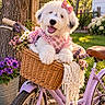 dog, puppy, fluffy, white_fur, pink_bow, floral_outfit, bicycle, basket, flowers, garden, outdoor, portrait, happy, smiling, tongue_out, pet, tree, sunlight, pastel_colors, cute