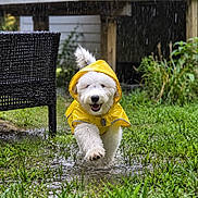 Lilly joined the competition — help win amazing prizes! backyard, chair, dog, fluffy, garden, grass, happy, outdoor, patio, portrait, puddle, puppy, rain, rainy_day, running, smiling, splashing, wet, white_fur, yellow_raincoat
