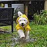 dog, puppy, white_fur, yellow_raincoat, rain, rainy_day, outdoor, backyard, garden, grass, puddle, splashing, wet, running, happy, smiling, fluffy, portrait, patio, chair