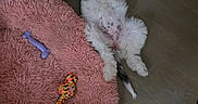 Lilly is registered to the contest to win money with this photo: dog, pet_bed, toy, wooden_floor, sleeping, white_dog, fluffy, collar, relaxed, indoor, pink, beige, flooring, paw, fur, resting, play_toy, cozy, home, quiet