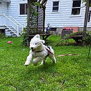 Lilly joined the competition — help win amazing prizes! dog, running, leash, grass, backyard, house, pergola, greenery, playful, pet, outdoor, daytime, happy, fur, animal, white, black, motion, excited, leaping