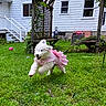 dog, white_dog, pet, animal, pink_dress, frilly_dress, jumping, running, playful, happy, outdoor, garden, grass, backyard, pergola, house, wooden_structure, garden_furniture, pink_toy, action_photo