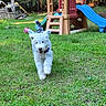 Lilly is registered to the contest to win money with this photo: dog, puppy, grass, playground, slide, playset, toy, outdoor, greenery, happy, running, pet, nature, yard, sunlight, animal, fun, cute, summer, active