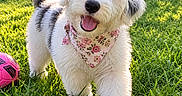 Lilly is registered to the contest to win money with this photo: backyard, ball, dog, floral_bandana, fluffy, garden, grass, gray_patches, happy, house, open_mouth, outdoor, pet, pink_bow, playful, portrait, puppy, sunlight, tail, white_dog