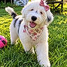 puppy, dog, fluffy, white_dog, gray_patches, pink_bow, floral_bandana, open_mouth, happy, outdoor, grass, backyard, sunlight, playful, ball, pet, tail, portrait, garden, house