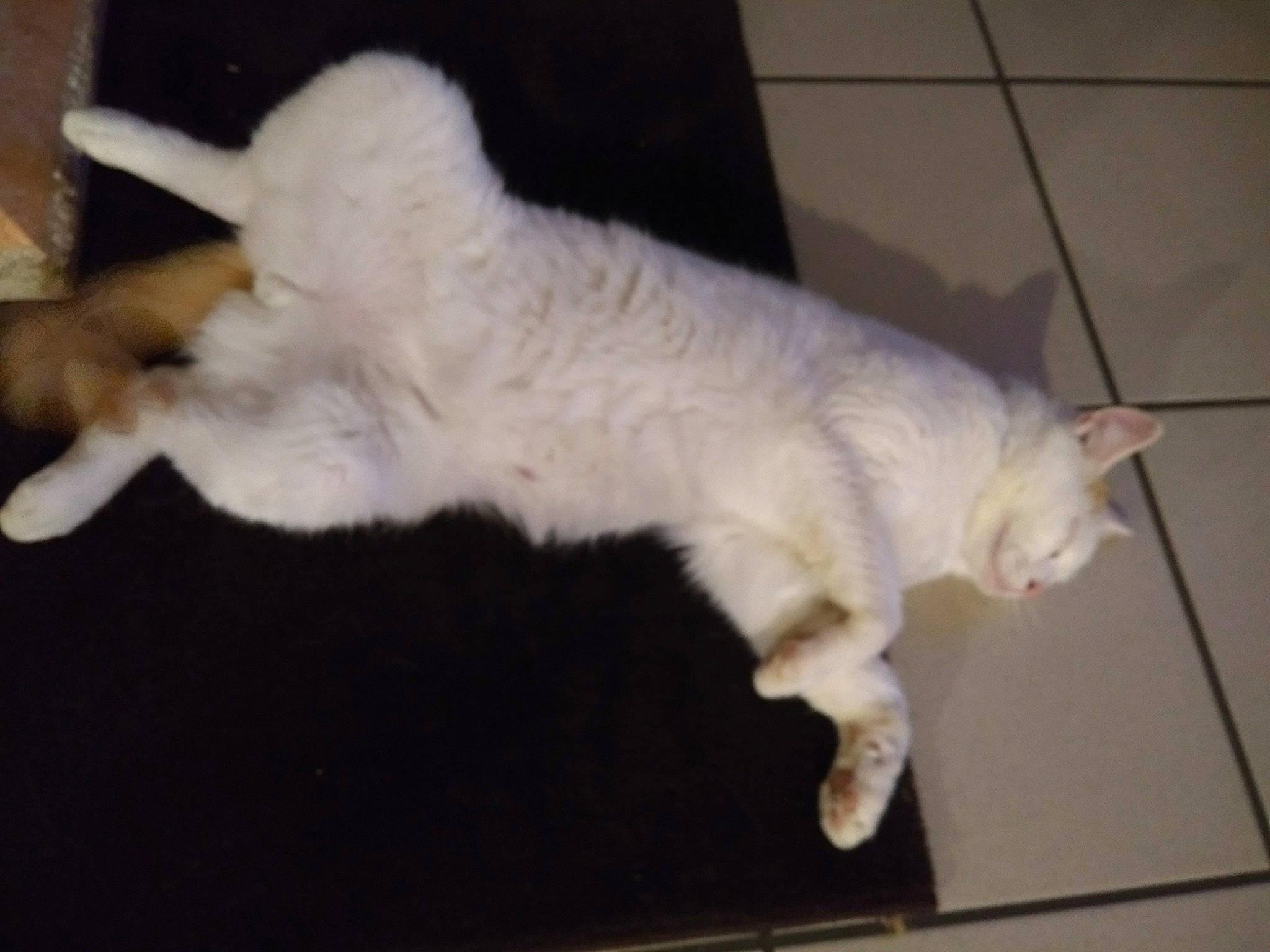 Igloo a rejoint le concours — aidez-le/la à gagner de superbes lots ! canidae, carnivore, cat, claw, companion_dog, dog_breed, domestic_short_haired_cat, fang, fawn, felidae, flooring, fur, paw, small_to_medium_sized_cats, snout, tail, terrestrial_animal, tile_flooring, whiskers, wood