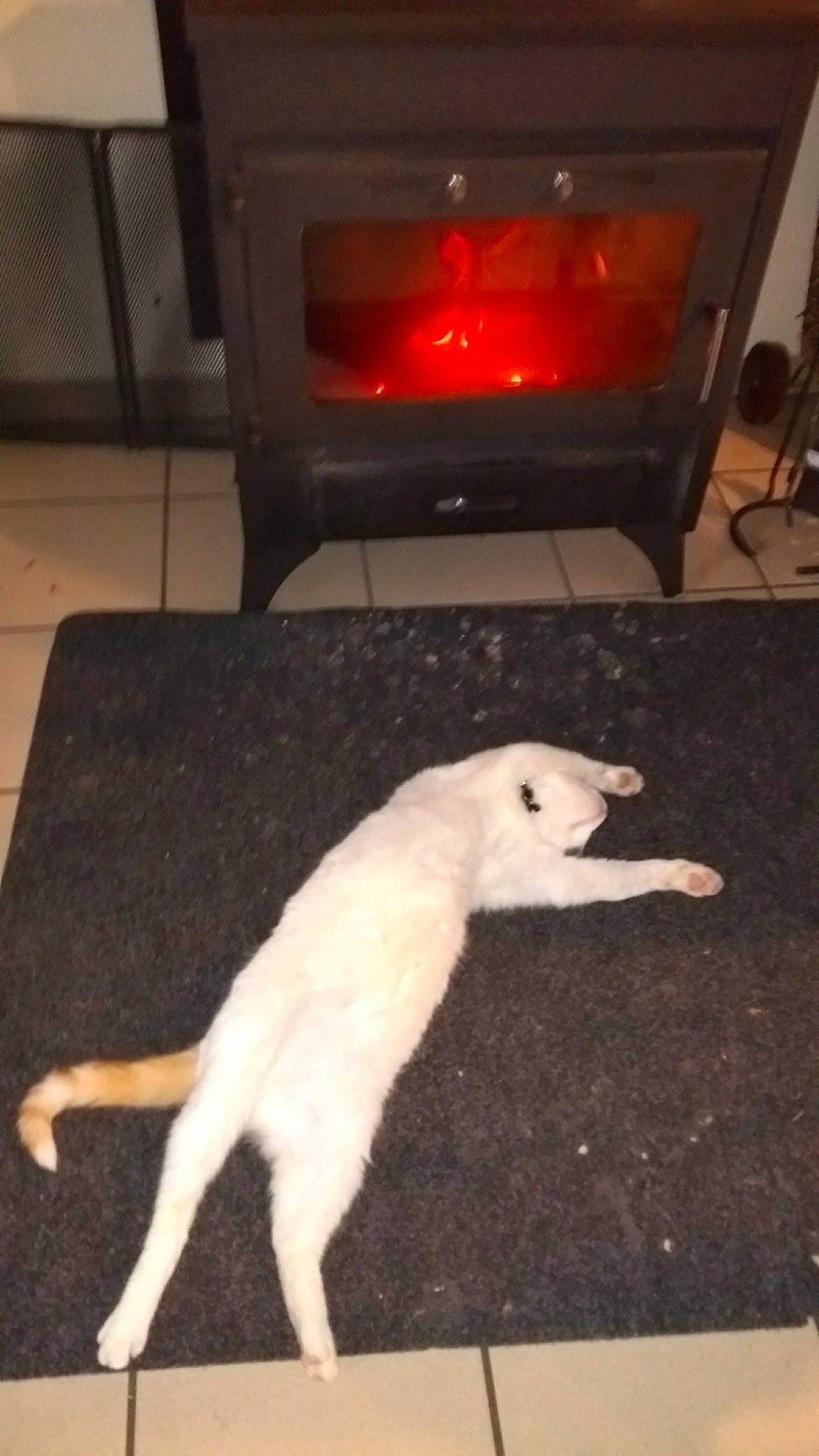 Igloo participe au concours pour gagner de l'argent avec cette photo : beak, carnivore, cat, cockatoo, companion_dog, dog_breed, fawn, felidae, floor, flooring, gas, home_appliance, kitchen_appliance, seabird, small_to_medium_sized_cats, stove, tail, whiskers, wood, wood_burning_stove