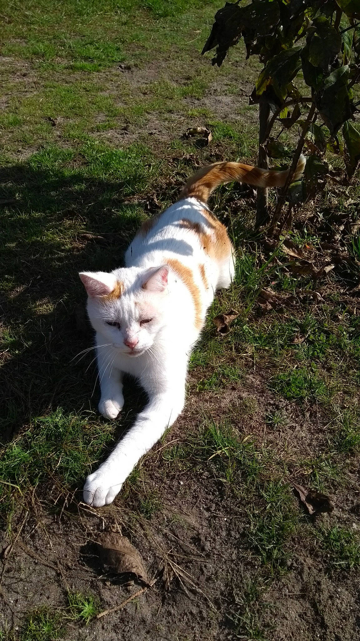 Igloo a rejoint le concours — aidez-le/la à gagner de superbes lots ! art, canidae, carnivore, cat, domestic_short_haired_cat, fawn, felidae, fur, grass, groundcover, human_leg, plant, small_to_medium_sized_cats, snout, sporting_group, tail, terrestrial_animal, tree, whiskers, wildlife