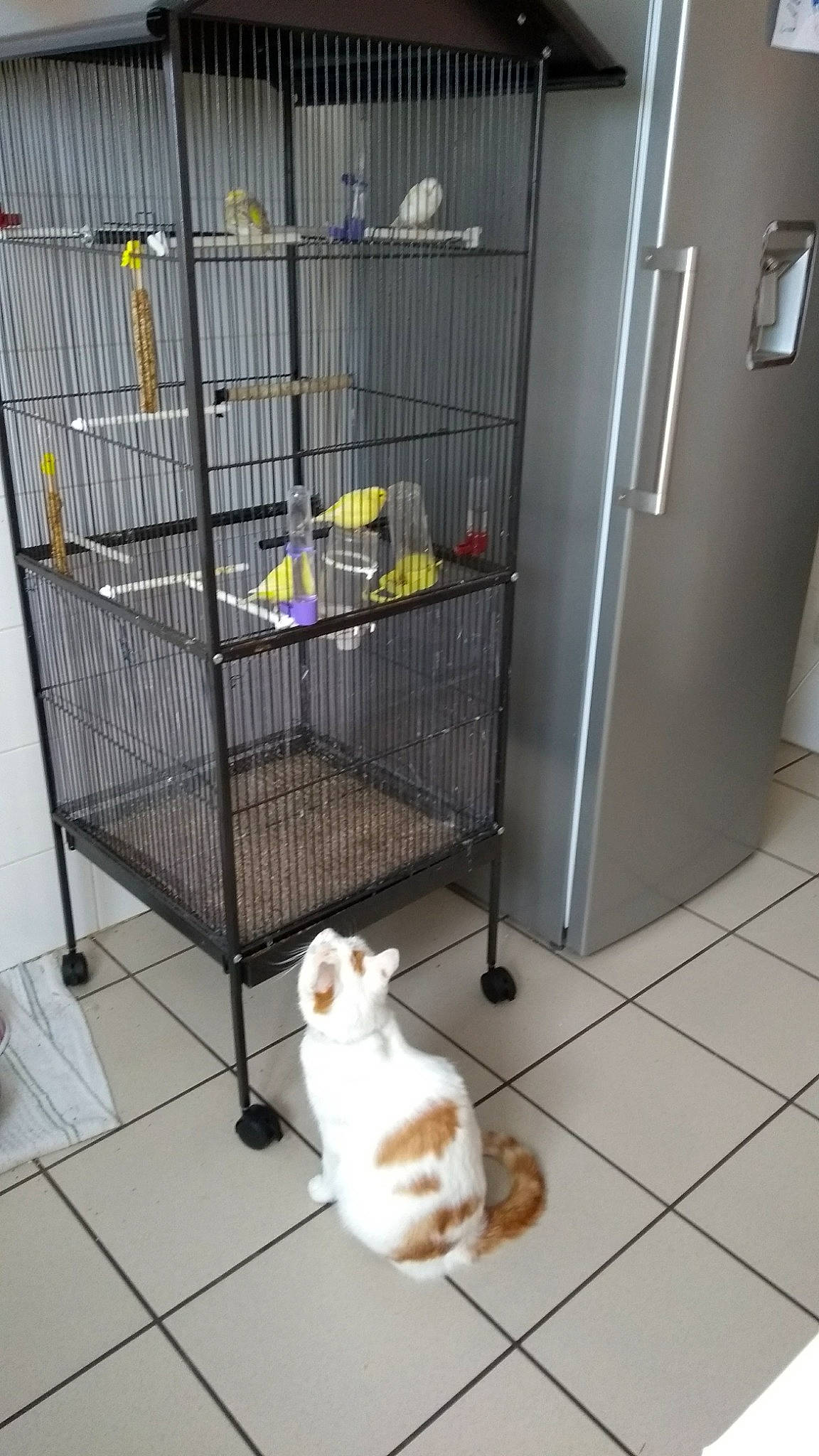 Igloo a rejoint le concours — aidez-le/la à gagner de superbes lots ! animal_shelter, cage, carnivore, cat, companion_dog, composite_material, domestic_rabbit, fawn, felidae, floor, flooring, gas, pet_supply, rabbit, rabbits_and_hares, service, small_to_medium_sized_cats, tail, white, yellow