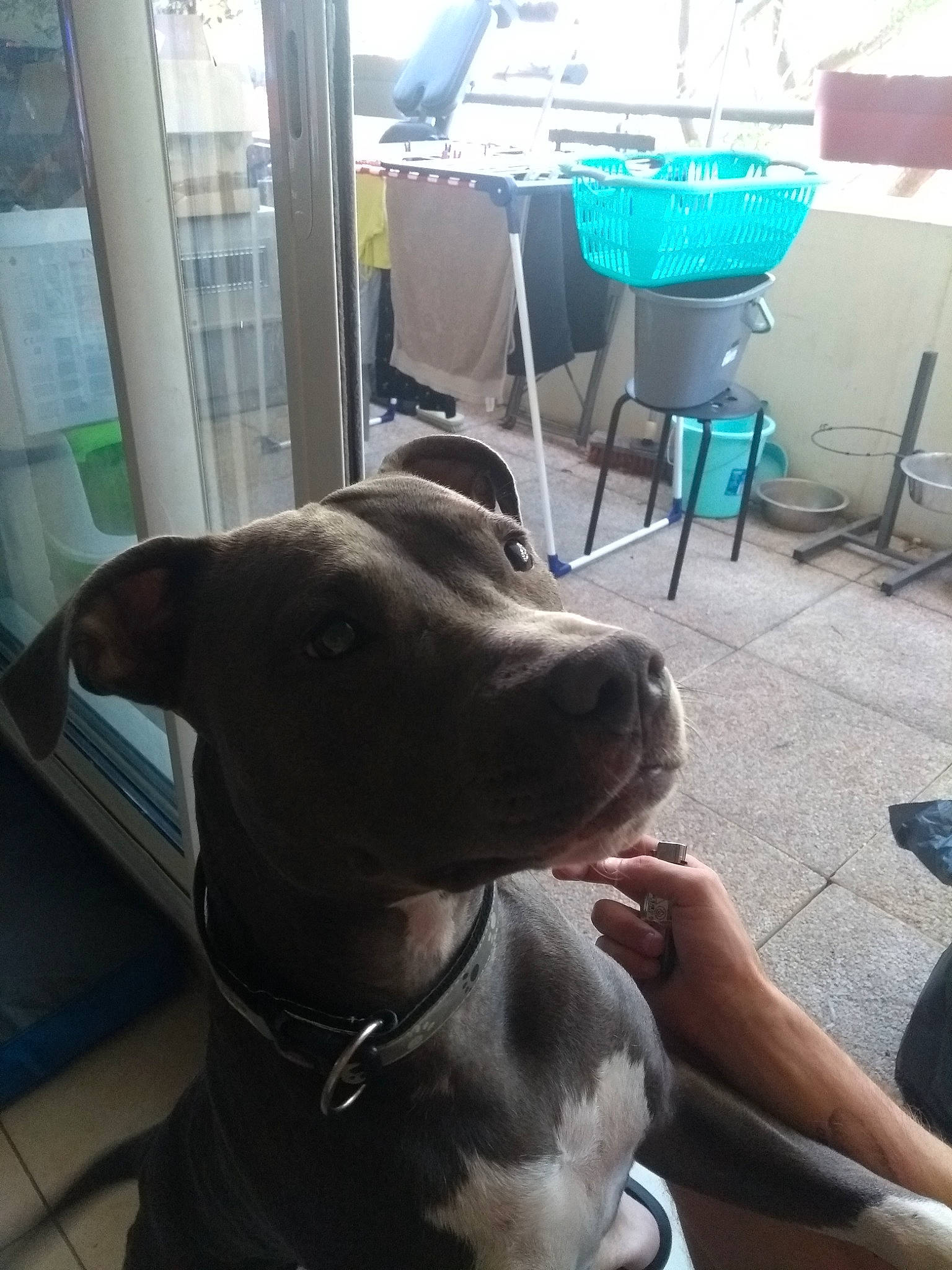 Ruby a rejoint le concours — aidez-le/la à gagner de superbes lots ! canidae, carnivore, chair, collar, companion_dog, dog, dog_breed, dog_collar, fawn, flooring, guard_dog, liver, metal, selfie, sitting, snout, sporting_group, table, whiskers, working_animal