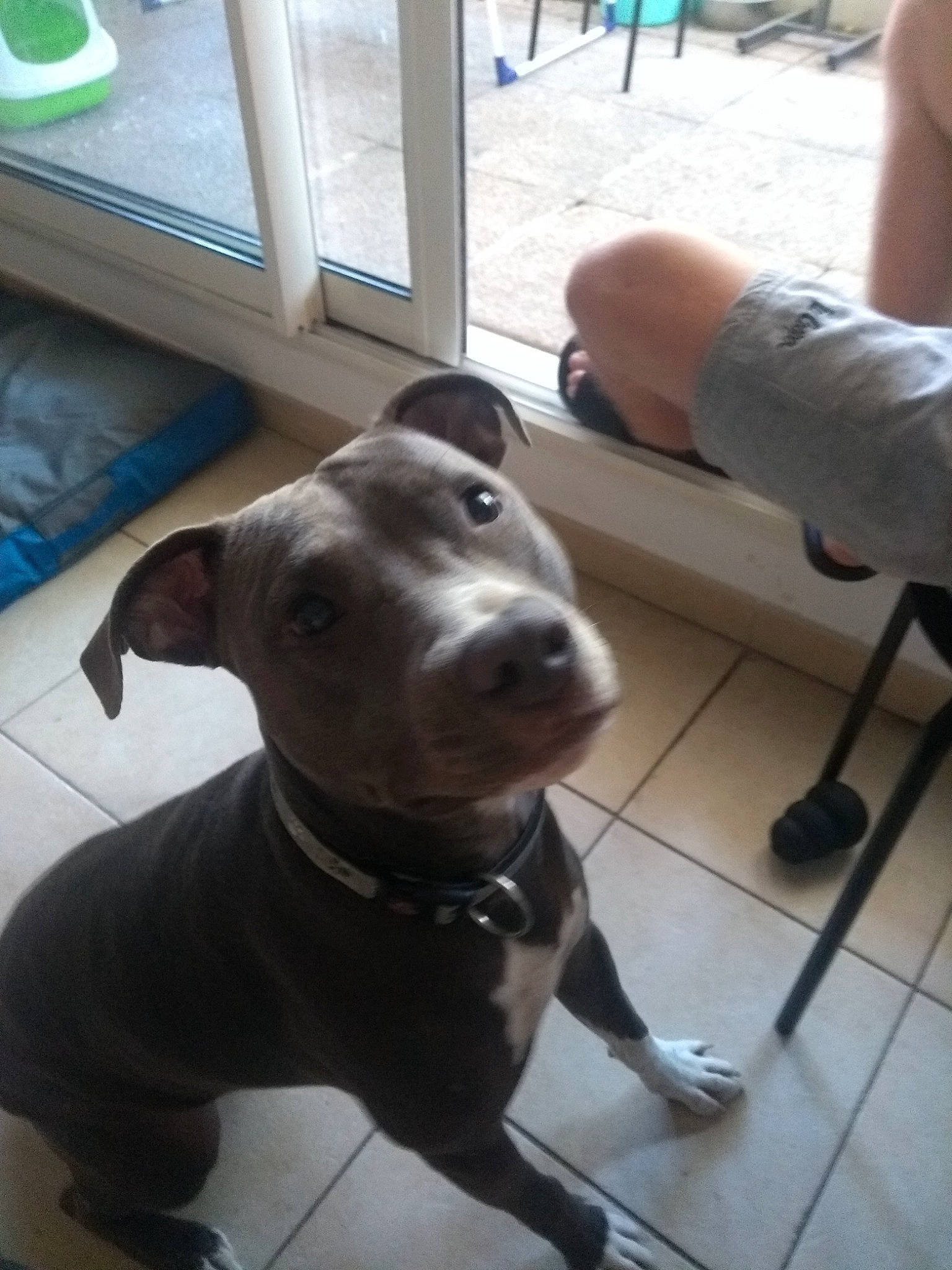 Ruby a rejoint le concours — aidez-le/la à gagner de superbes lots ! carnivore, collar, companion_dog, dog, dog_breed, dog_collar, fawn, floor, flooring, guard_dog, hunting_dog, non_sporting_group, pet_supply, shorts, snout, sporting_group, tail, whiskers, working_animal, working_dog