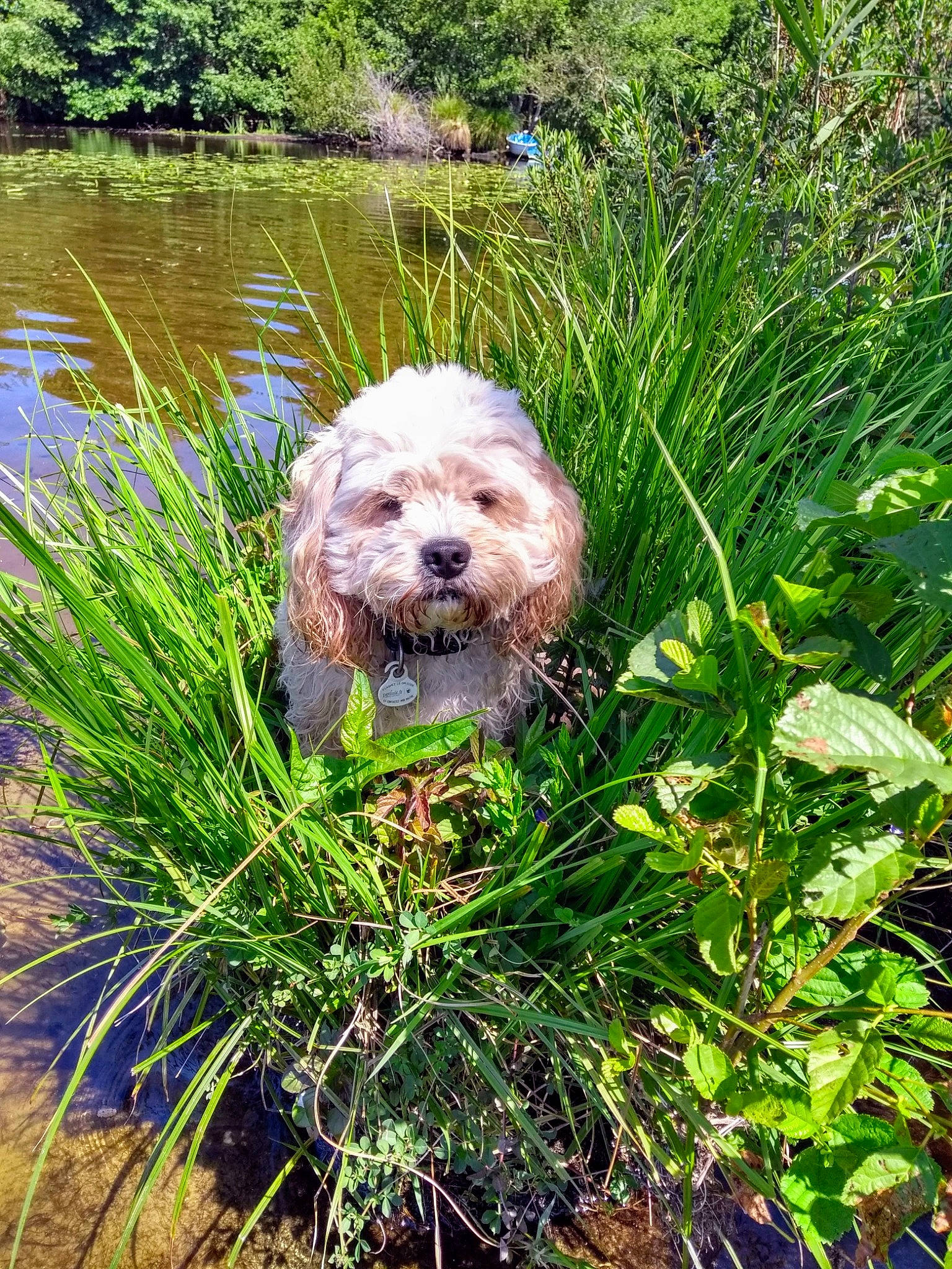 Channel a rejoint le concours — aidez-le/la à gagner de superbes lots ! botany, carnivore, companion_dog, dog, dog_breed, garden, grass, grass_family, groundcover, lake, landscape, plant, small_terrier, sporting_group, terrestrial_plant, terrier, toy_dog, vegetation, water, working_animal