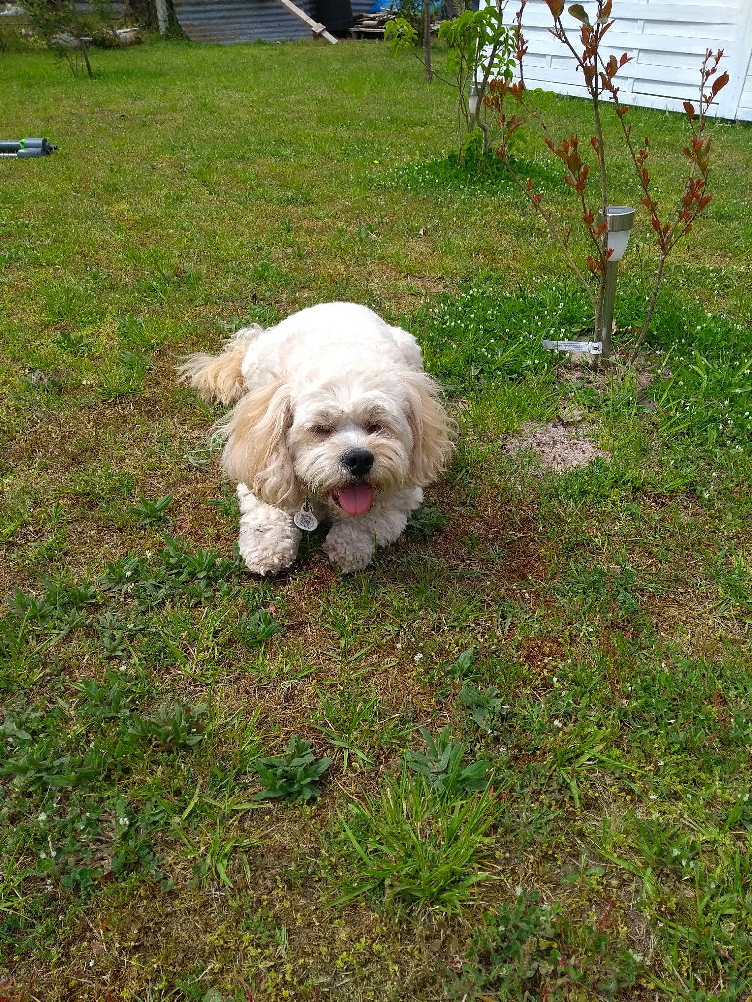 Channel participe au concours pour gagner de l'argent avec cette photo : bench, canidae, carnivore, companion_dog, dog, dog_breed, dog_supply, fur, grass, outdoor_furniture, plant, poodle_crossbreed, shih_tzu, small_terrier, snout, sporting_group, terrier, toy_dog, tree, working_animal