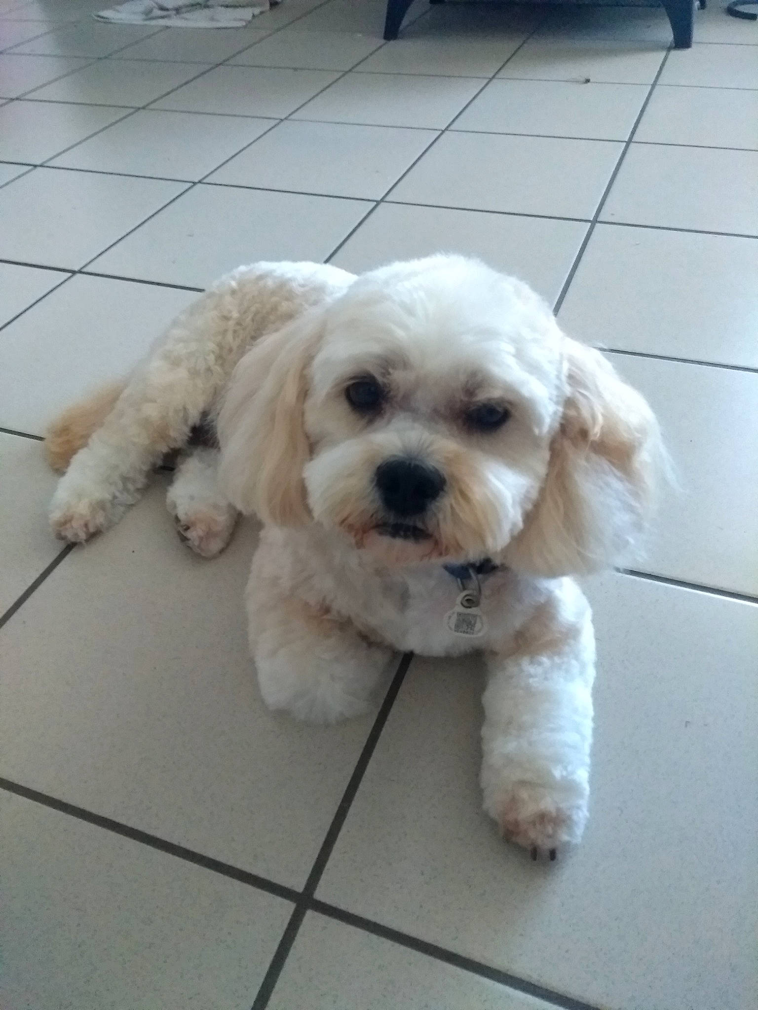 Channel a rejoint le concours — aidez-le/la à gagner de superbes lots ! carnivore, companion_dog, dog, dog_breed, dog_collar, fawn, flooring, non_sporting_group, pet_supply, poodle, road_surface, shih_poo, small_terrier, sporting_group, terrier, toy_dog, water_dog, working_animal