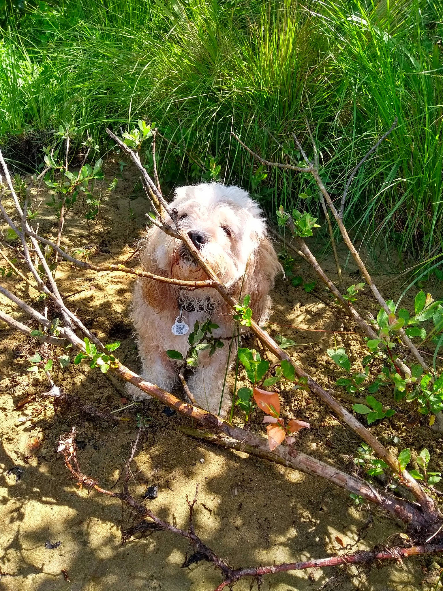 Channel a rejoint le concours — aidez-le/la à gagner de superbes lots ! canidae, carnivore, companion_dog, dog, dog_breed, fawn, felidae, fur, grass, plant, small_to_medium_sized_cats, snout, soil, sporting_group, tail, terrestrial_animal, terrier, toy_dog, whiskers, working_animal