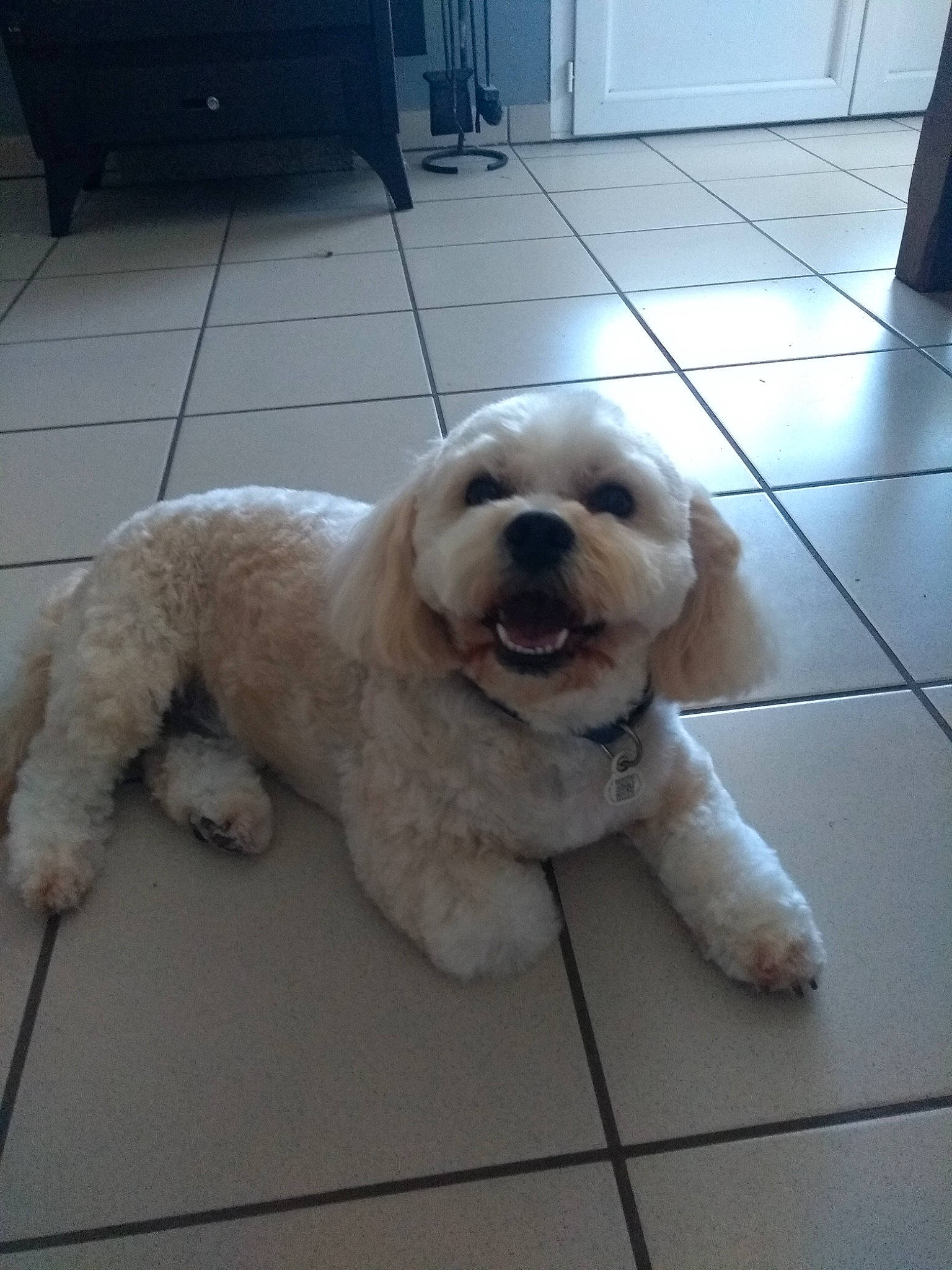 Channel participe au concours pour gagner de l'argent avec cette photo : canidae, carnivore, companion_dog, dog, dog_breed, dog_collar, fawn, flooring, fur, labradoodle, maltepoo, pet_supply, small_terrier, snout, sporting_group, tail, toy_dog, water_dog, wood, working_animal